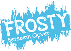 Frosty Berseem Clover