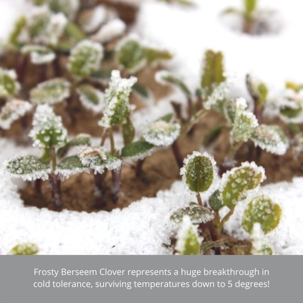 1 Superior Cover Crop - FrostyClover