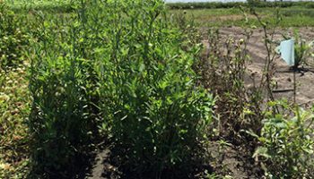 spring planted frosty vs balady_ iowa